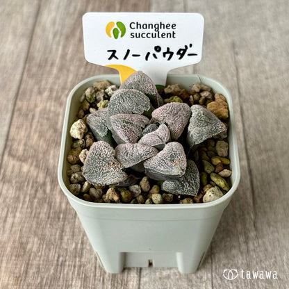 スノーパウダー（チャンヒー農園）【tawawaハウス苗】(プレステラ75)