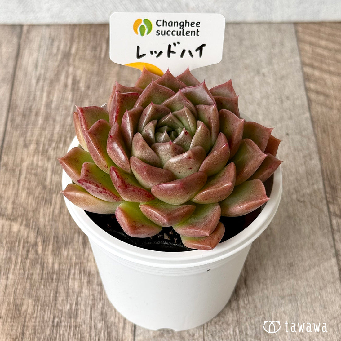 *新発売* レッドハイ(チャンヒー農園)【tawawaハウス苗】(7.5cmポット)