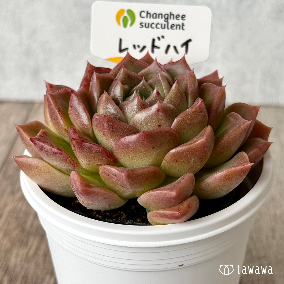 レッドハイ（チャンヒー農園）【tawawaハウス苗】(7.5cmポット)