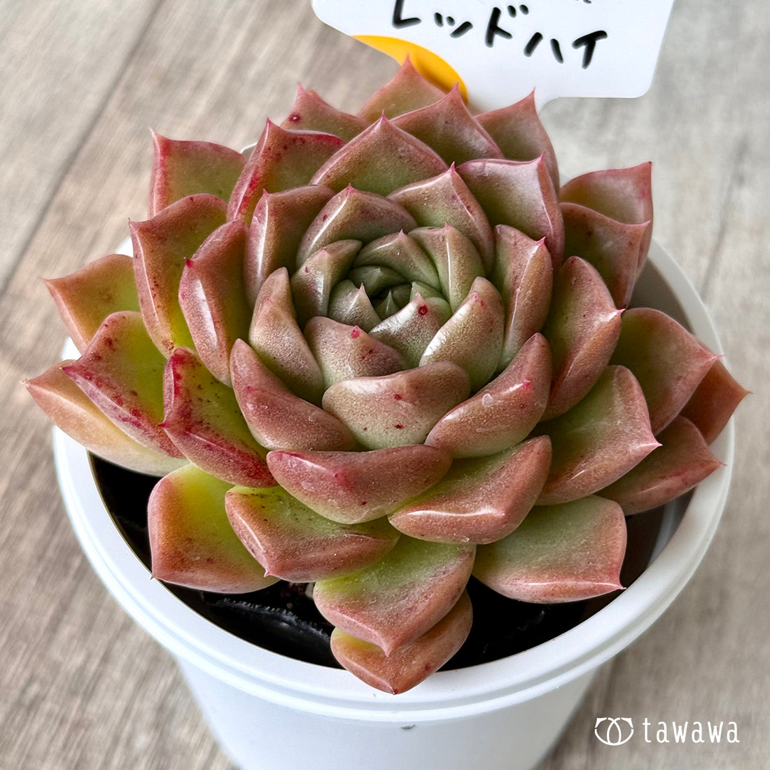 *新発売* レッドハイ(チャンヒー農園)【tawawaハウス苗】(7.5cmポット)