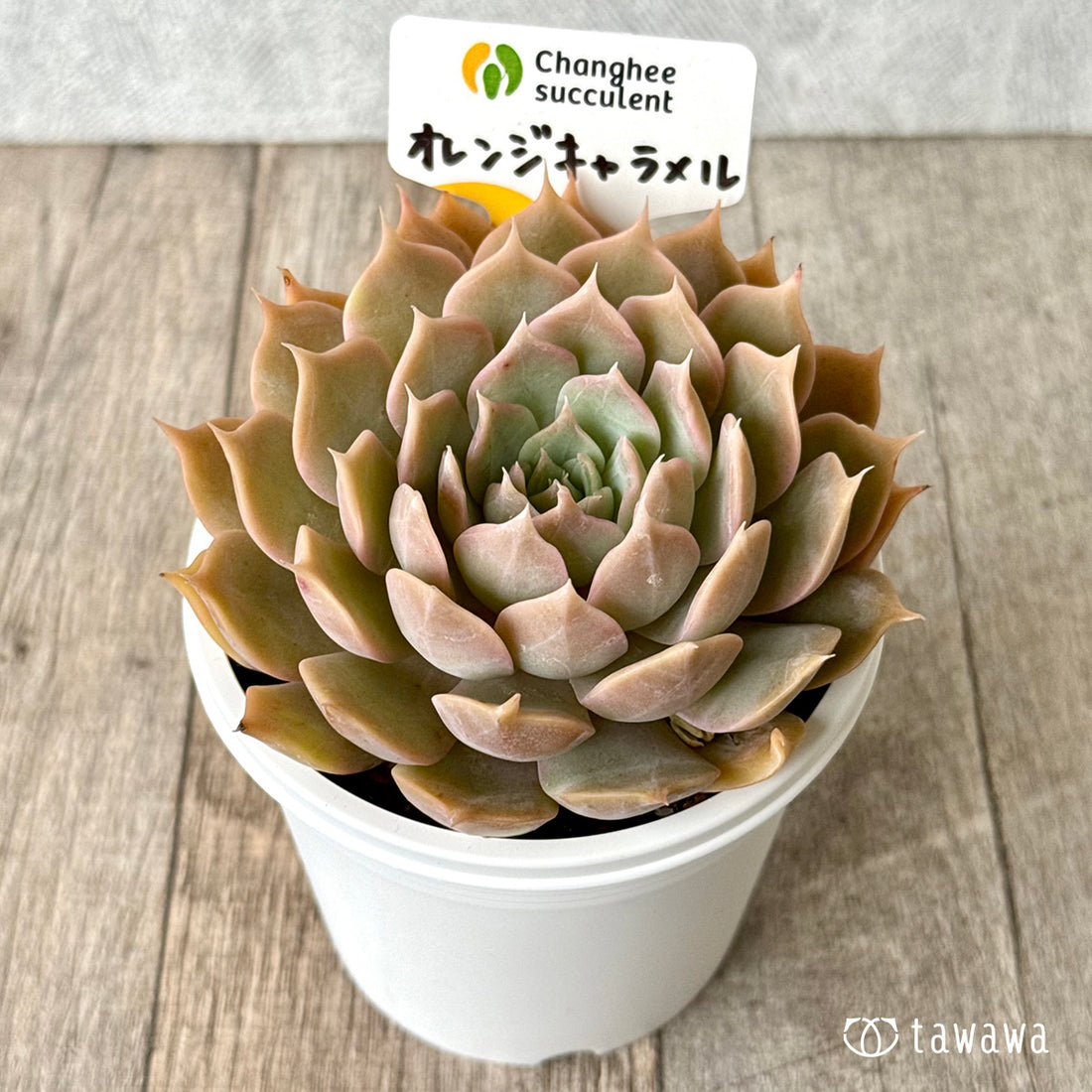 *新発売* オレンジキャラメル(チャンヒー農園)【tawawaハウス苗】(7.5cmポット)