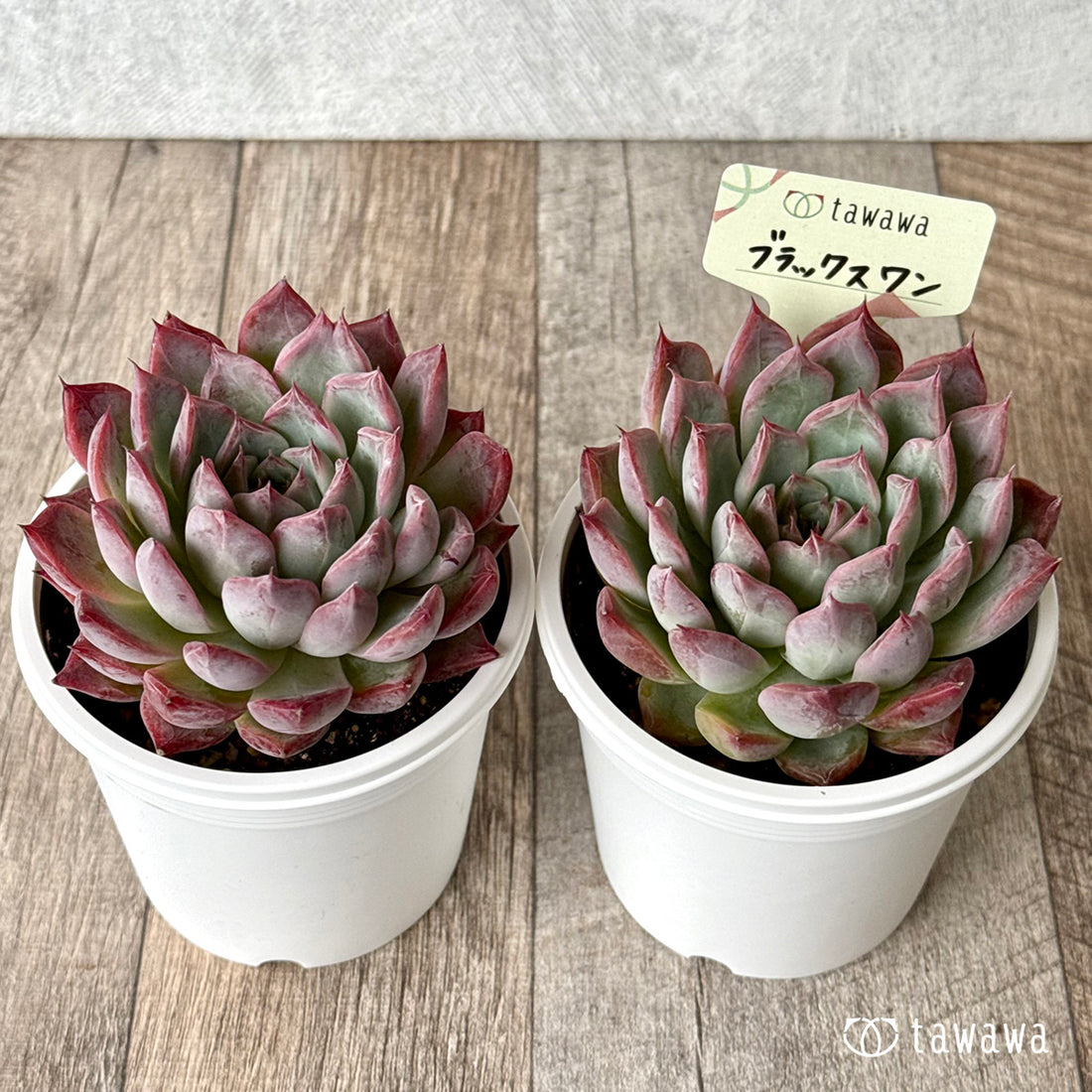 *新発売* ブラックスワン【tawawaハウス苗】(7.5cmポット)