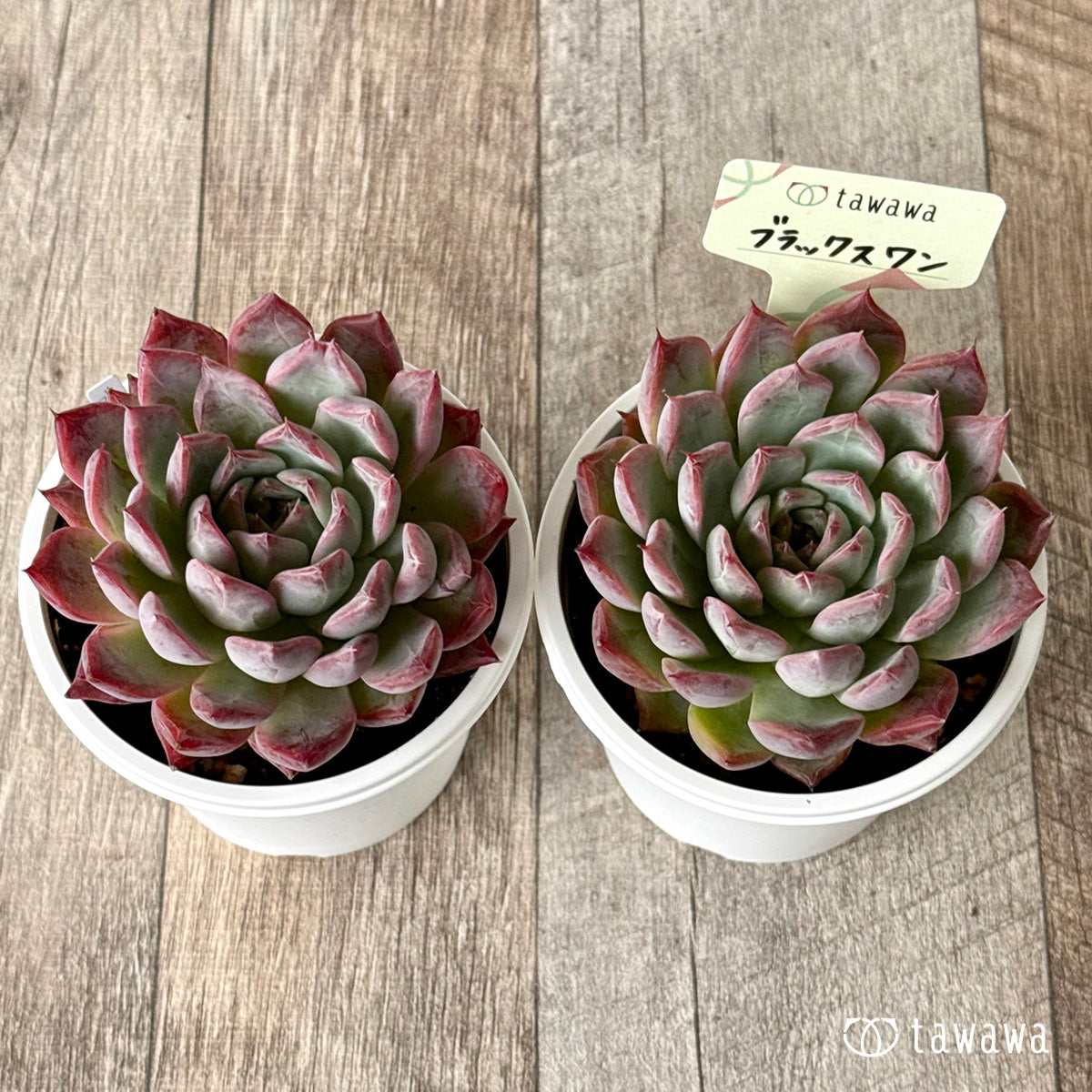 ＊新発売＊　ブラックスワン【tawawaハウス苗】(7.5cmポット)