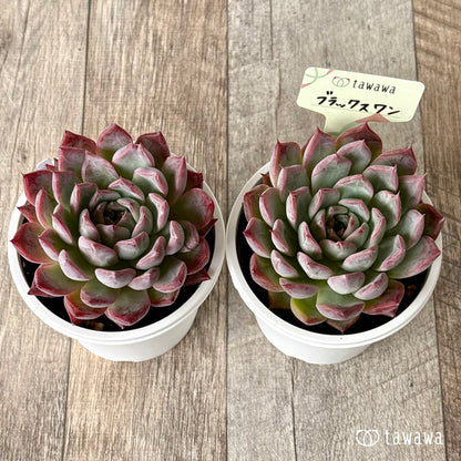 ＊新発売＊　ブラックスワン【tawawaハウス苗】(7.5cmポット)