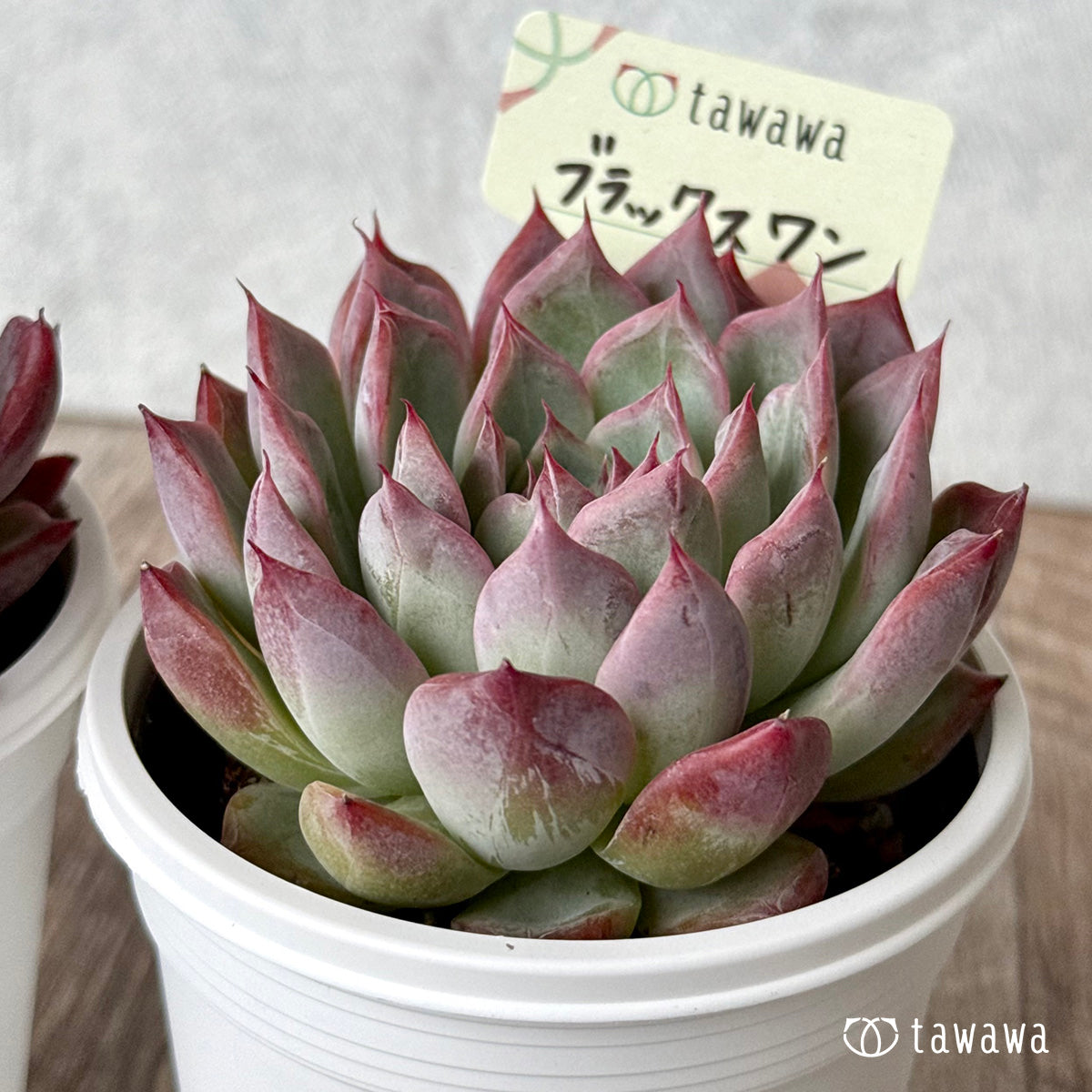 ＊新発売＊　ブラックスワン【tawawaハウス苗】(7.5cmポット)
