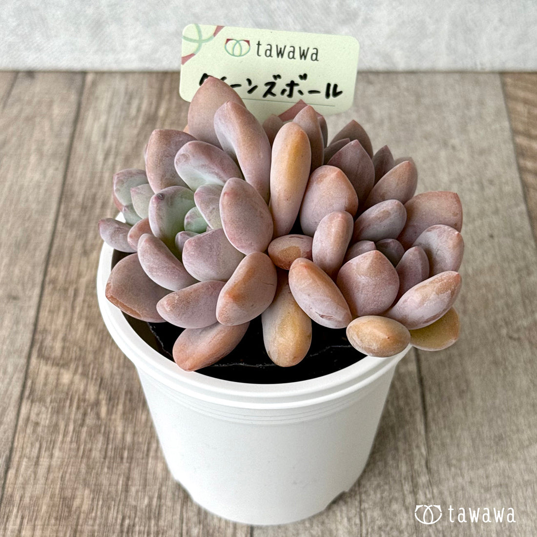 *新発売* クイーンズボール(エアーマジック農園)【tawawaハウス苗】(7.5cmポット)