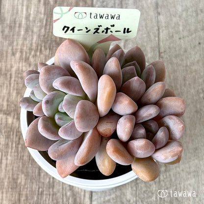 ＊新発売＊　クイーンズボール（エアーマジック農園）【tawawaハウス苗】(7.5cmポット)