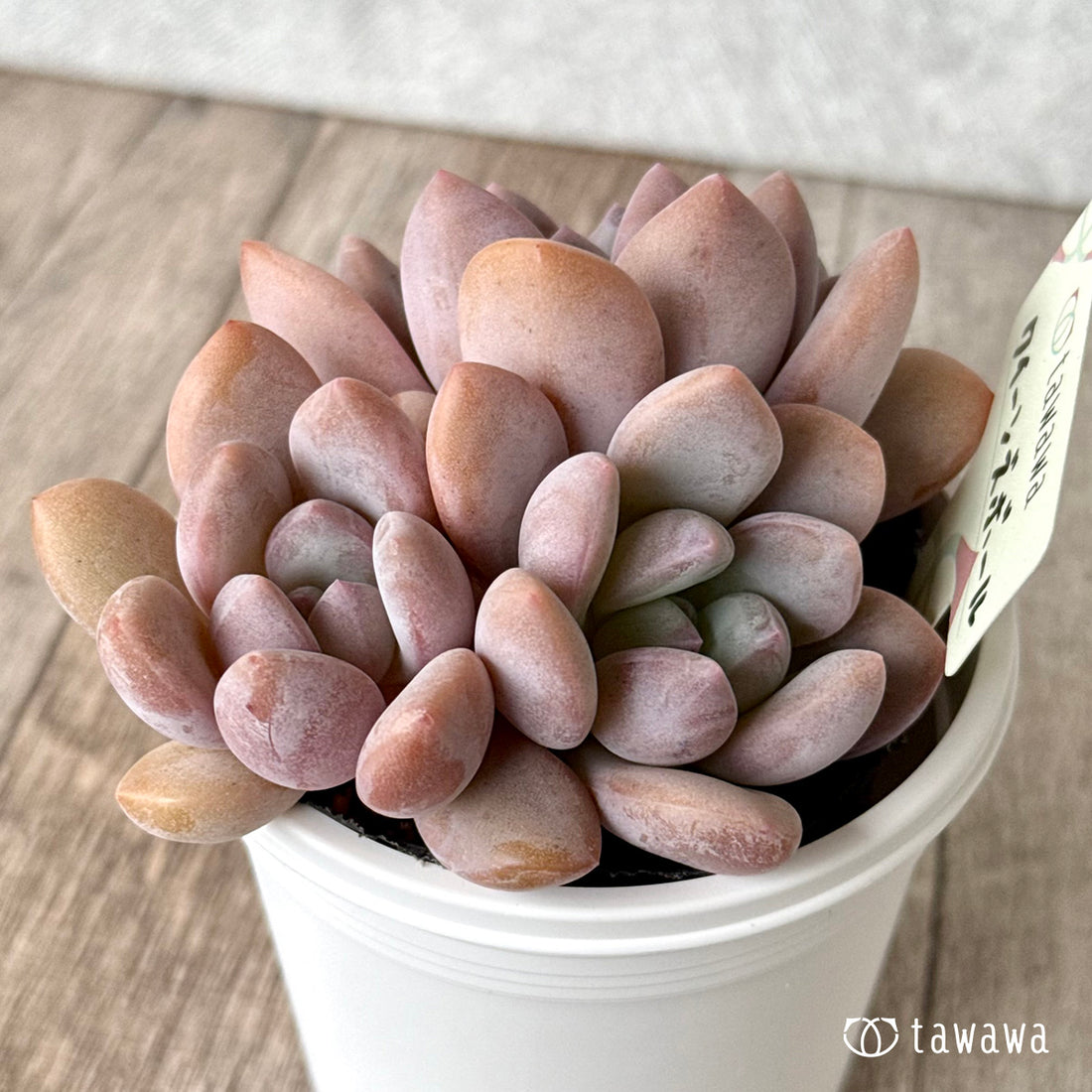 *新発売* クイーンズボール(エアーマジック農園)【tawawaハウス苗】(7.5cmポット)
