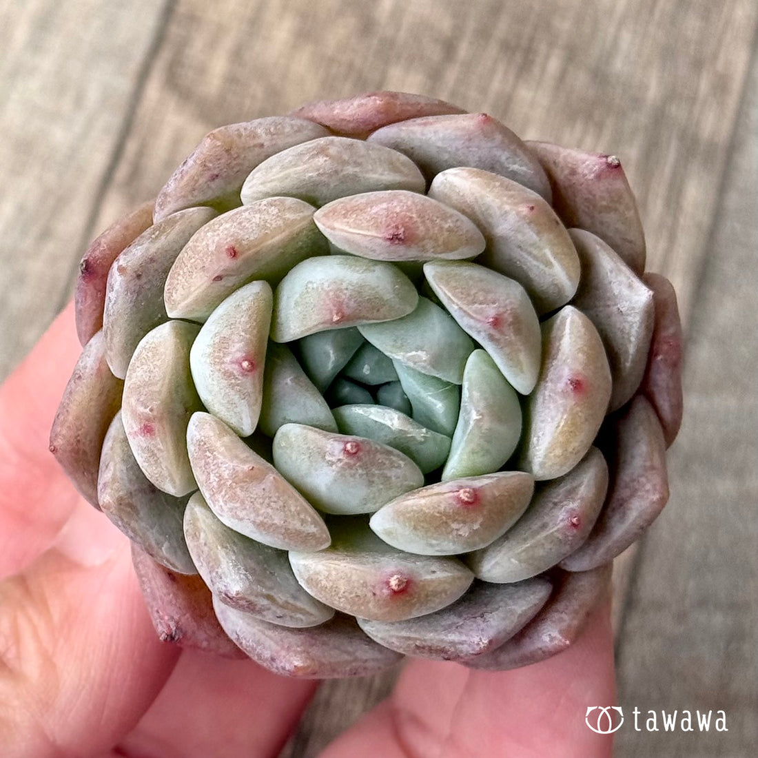 *新入荷* リーモン(エアーマジック農園苗)