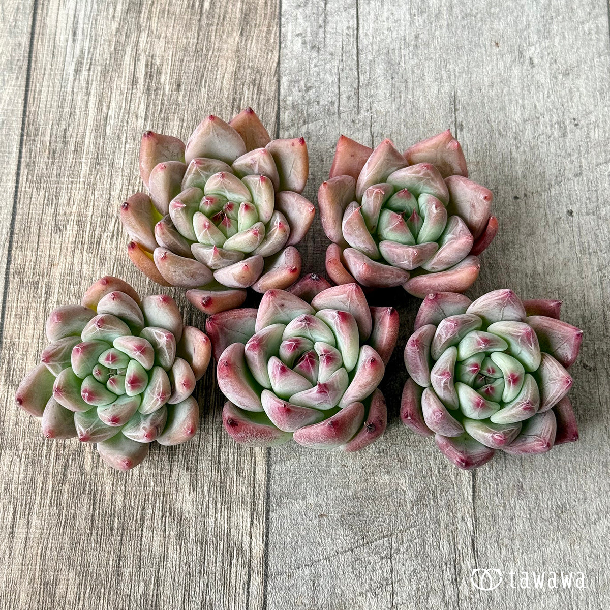 ＊新入荷＊　レッドシャキノ（エアーマジック農園苗）