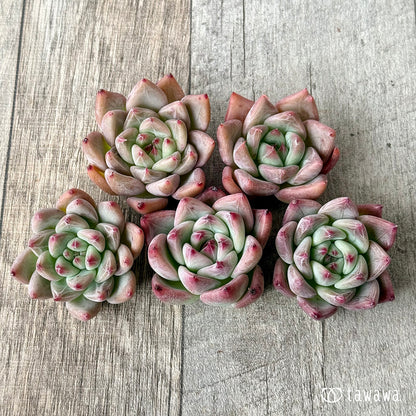 ＊新入荷＊　レッドシャキノ（エアーマジック農園苗）