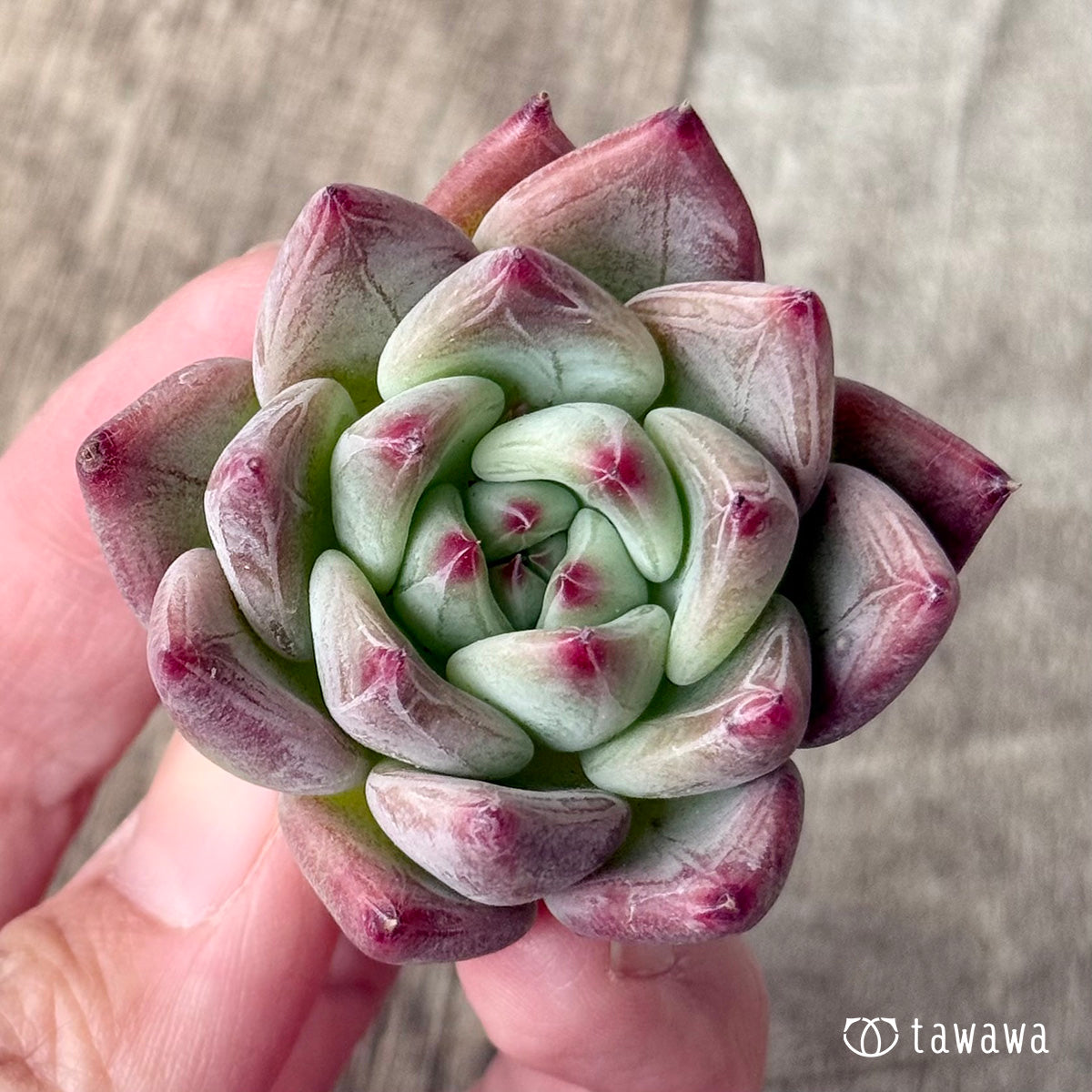 ＊新入荷＊　レッドシャキノ（エアーマジック農園苗）