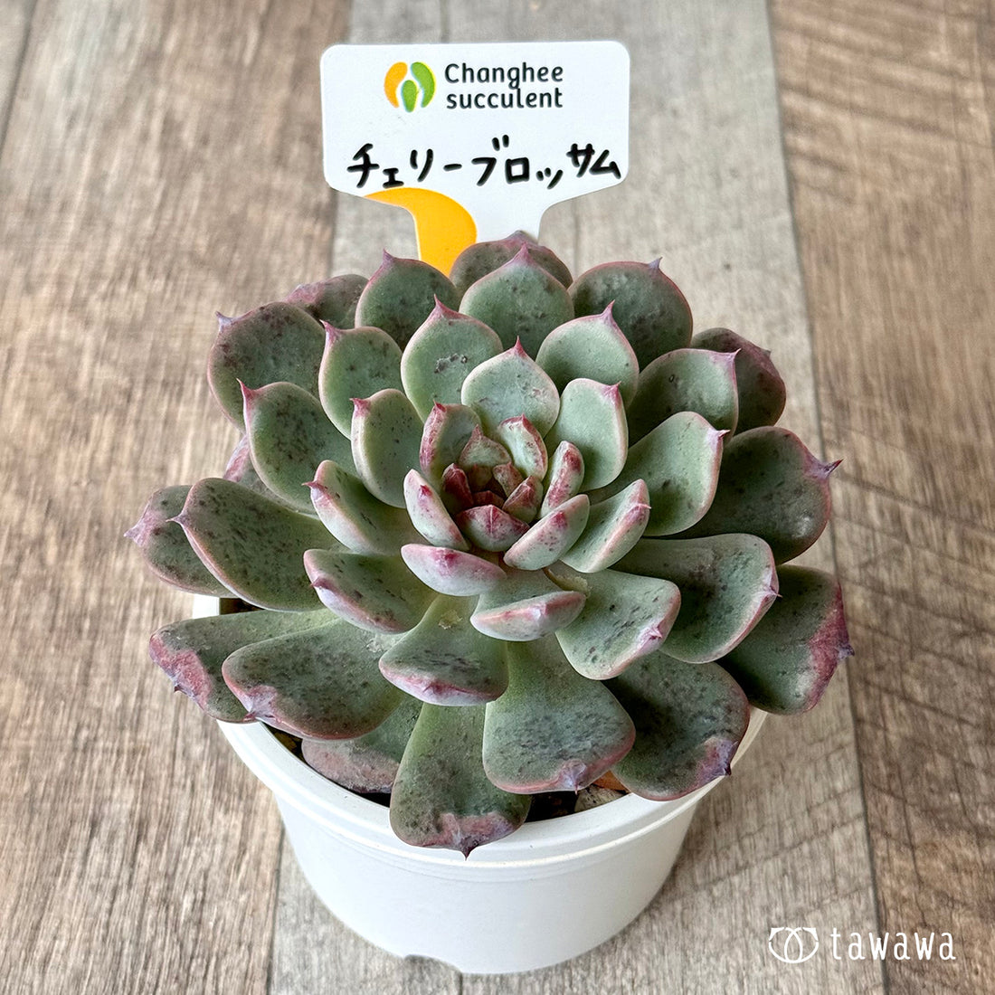 *新発売* チェリーブロッサム (チャンヒー農園)【tawawaハウス苗】(A-30s浅鉢)
