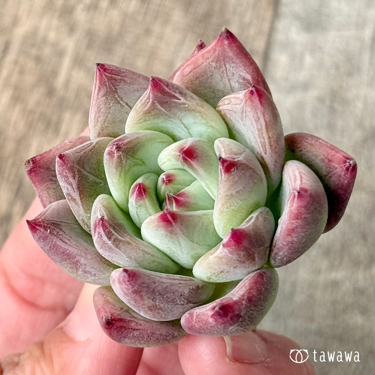 ＊新入荷＊　レッドシャキノ（エアーマジック農園苗）