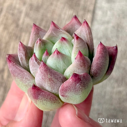 ＊新入荷＊　レッドシャキノ（エアーマジック農園苗）