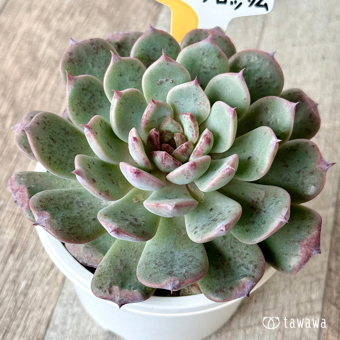 *新発売* チェリーブロッサム (チャンヒー農園)【tawawaハウス苗】(A-30s浅鉢)