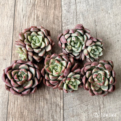 ＊新入荷＊　エヴァス（エアーマジック農園苗）