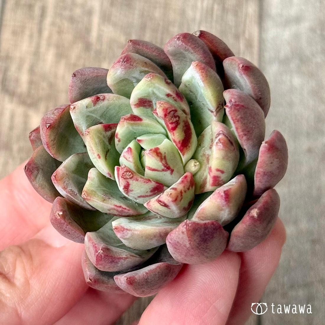 ＊新入荷＊　エヴァス（エアーマジック農園苗）