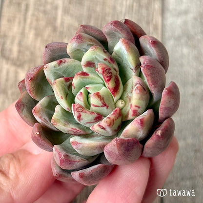 ＊新入荷＊　エヴァス（エアーマジック農園苗）