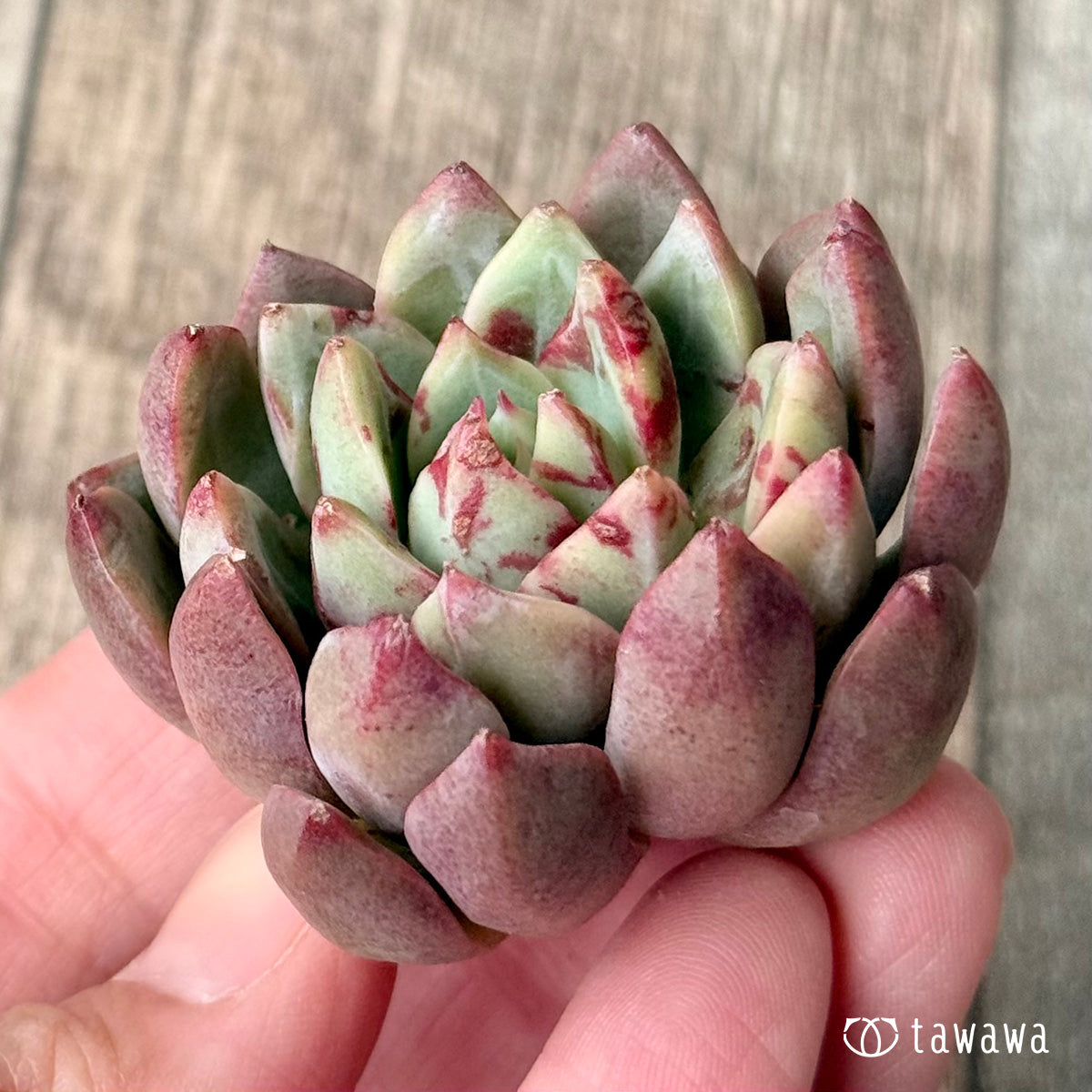 ＊新入荷＊　エヴァス（エアーマジック農園苗）