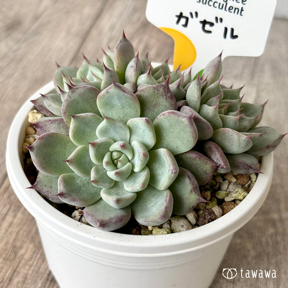 *新発売* ガゼル(チャンヒー農園)【tawawaハウス苗】(A-30s浅鉢)