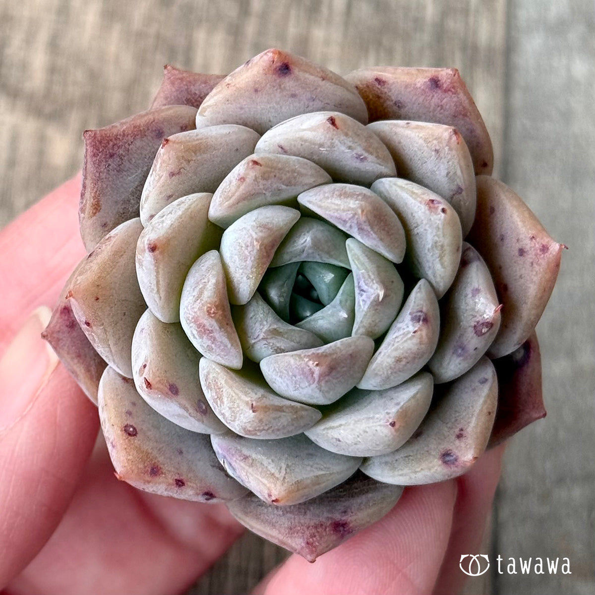 【3/9発売】ファントムオブピンク（エアーマジック苗）