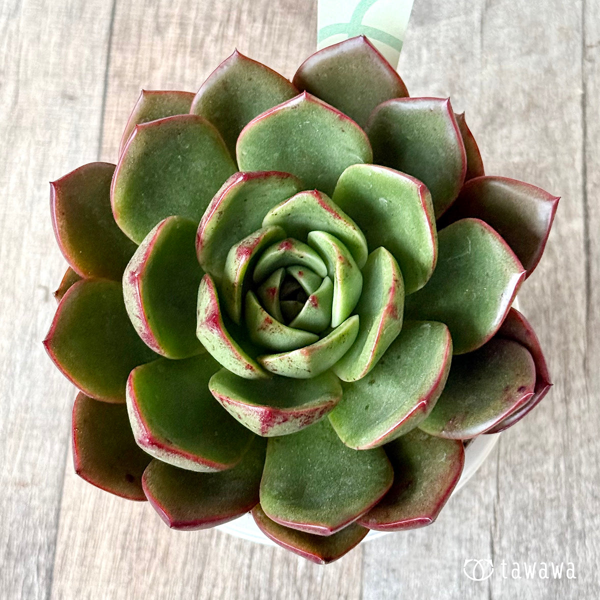 Royal Rue (Air Magic Nursery) [Tawawa House Seedlings] (A-30s Shallow Pot)