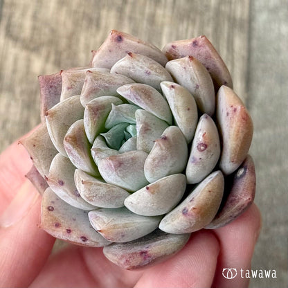 【3/9発売】ファントムオブピンク（エアーマジック苗）