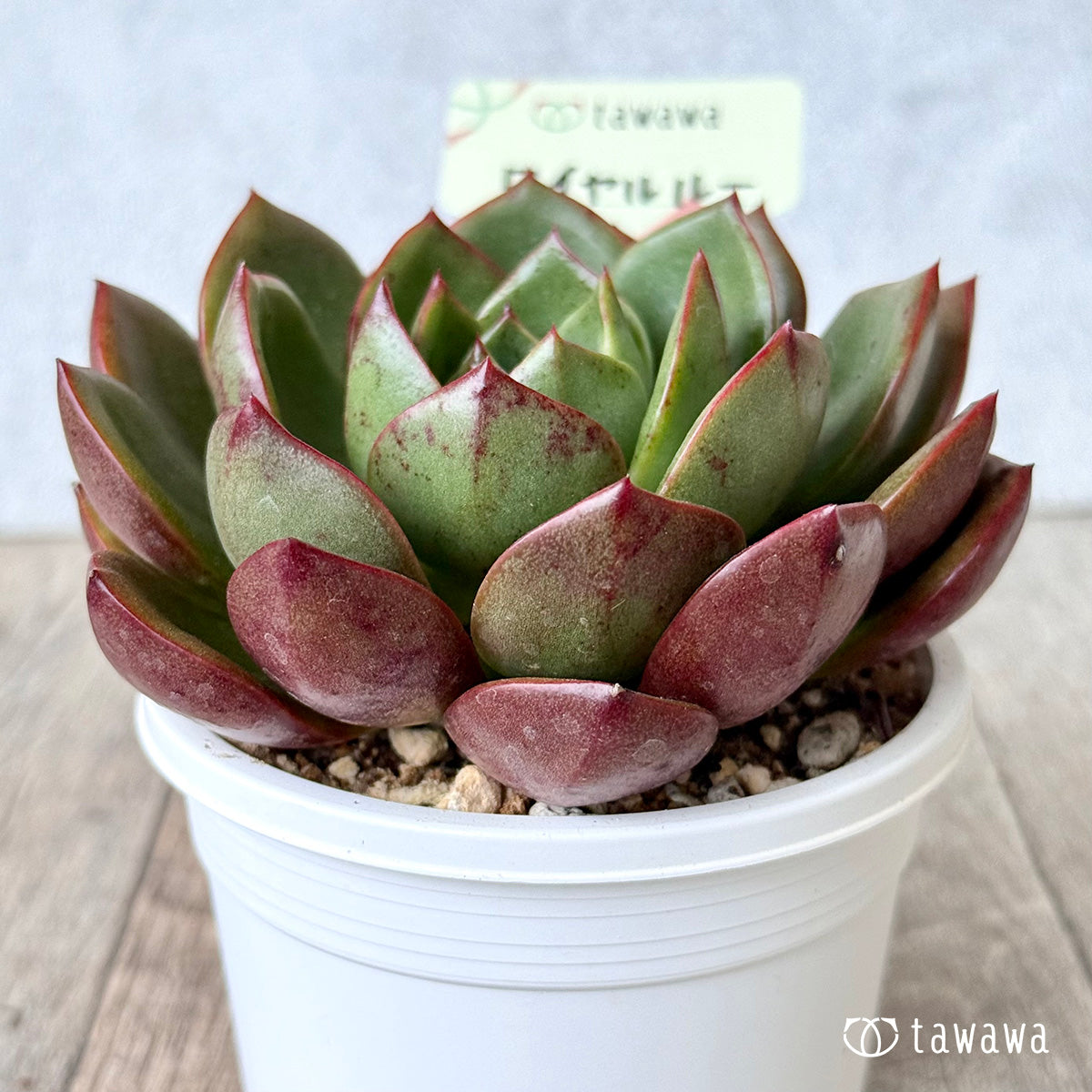 Royal Rue (Air Magic Nursery) [Tawawa House Seedlings] (A-30s Shallow Pot)