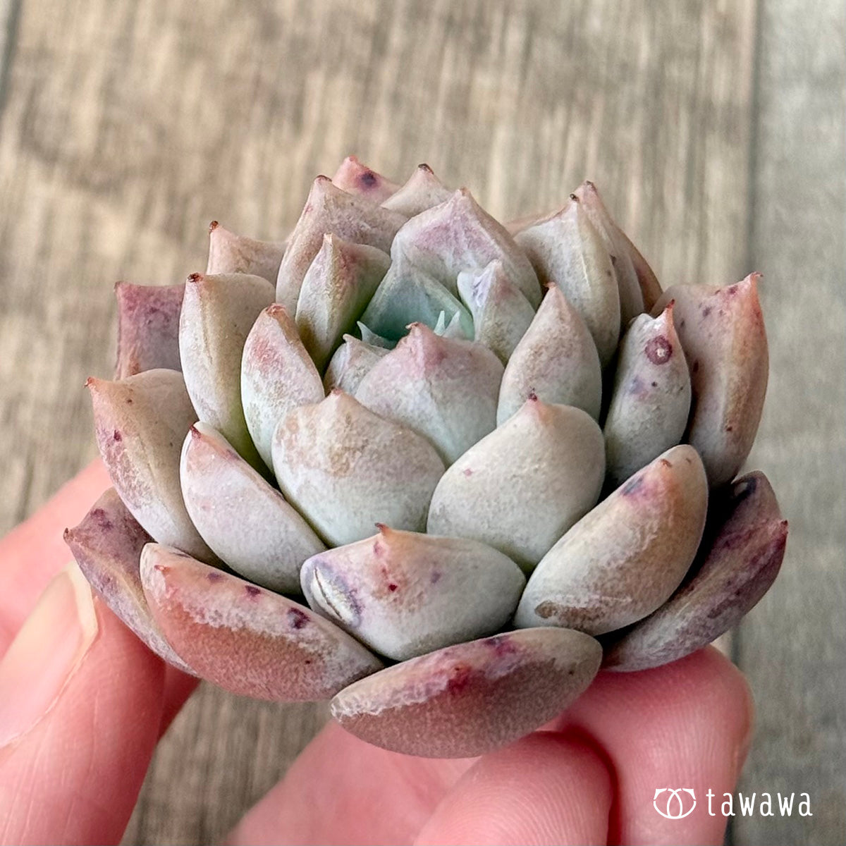 Phantom of Pink (Air Magic Seedling)