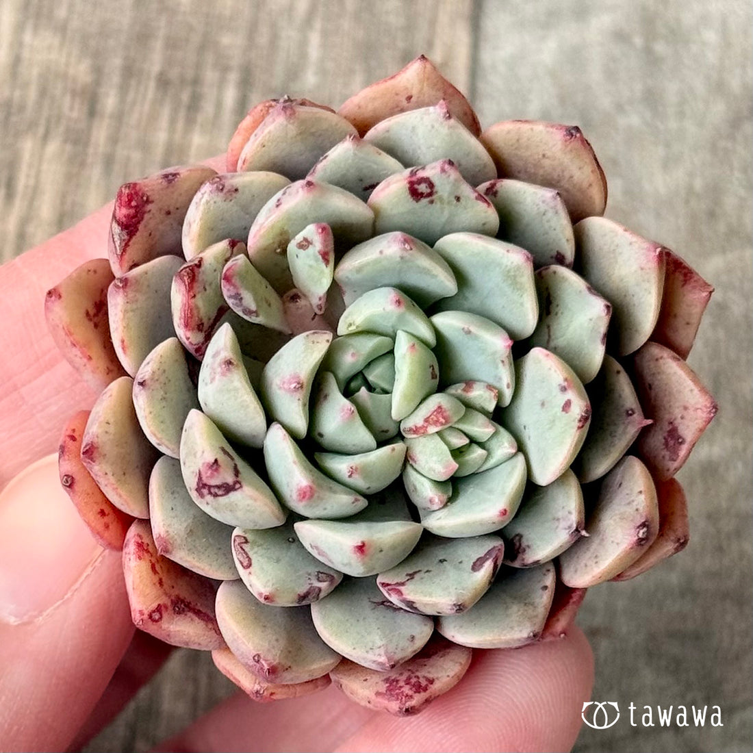 *新入荷* ラフィン(エアーマジック農園苗)