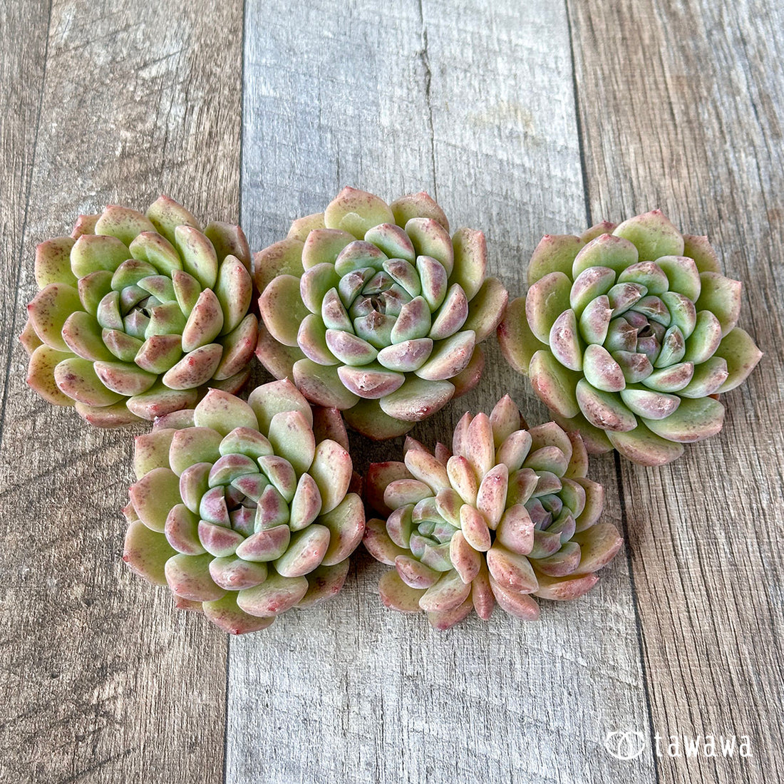 サブコリンボサ×ブラッククイーン(花村農園苗)