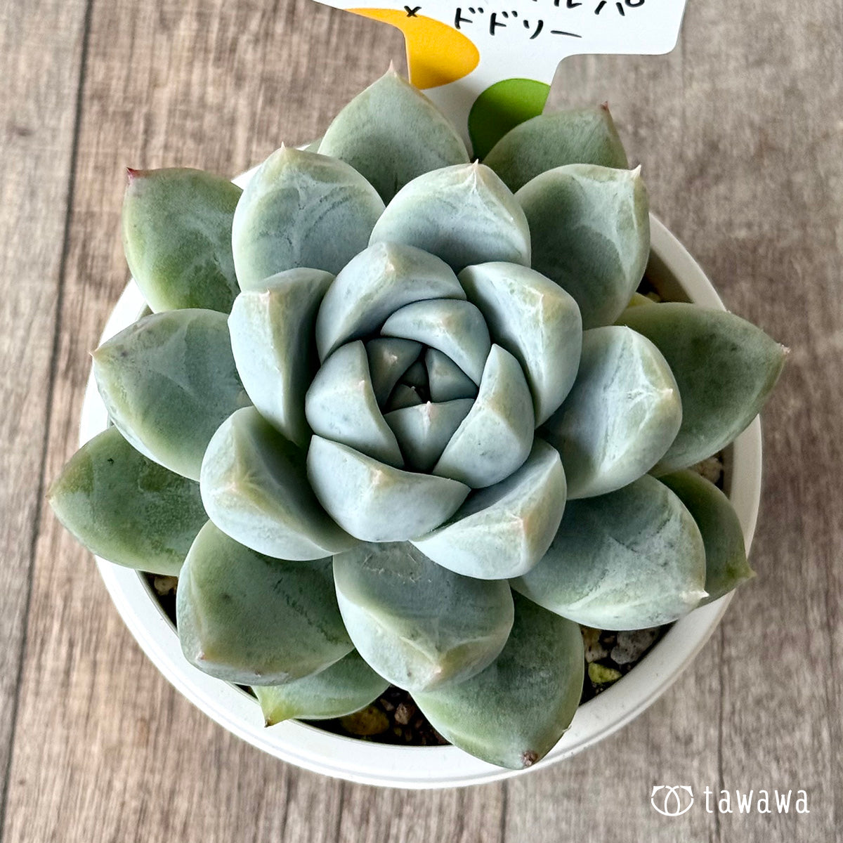 コロラータタパルパ×ドドリー（チャンヒー農園）【tawawaハウス苗】（A-30s浅鉢）