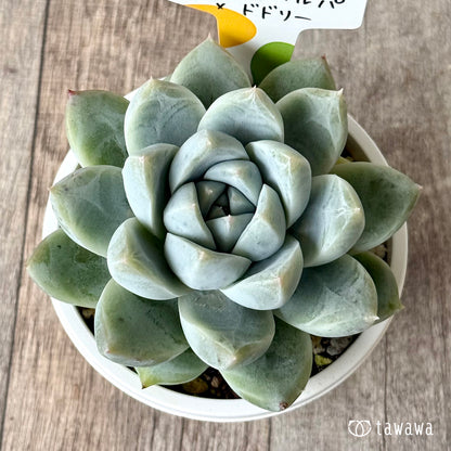 コロラータタパルパ×ドドリー（チャンヒー農園）【tawawaハウス苗】（A-30s浅鉢）