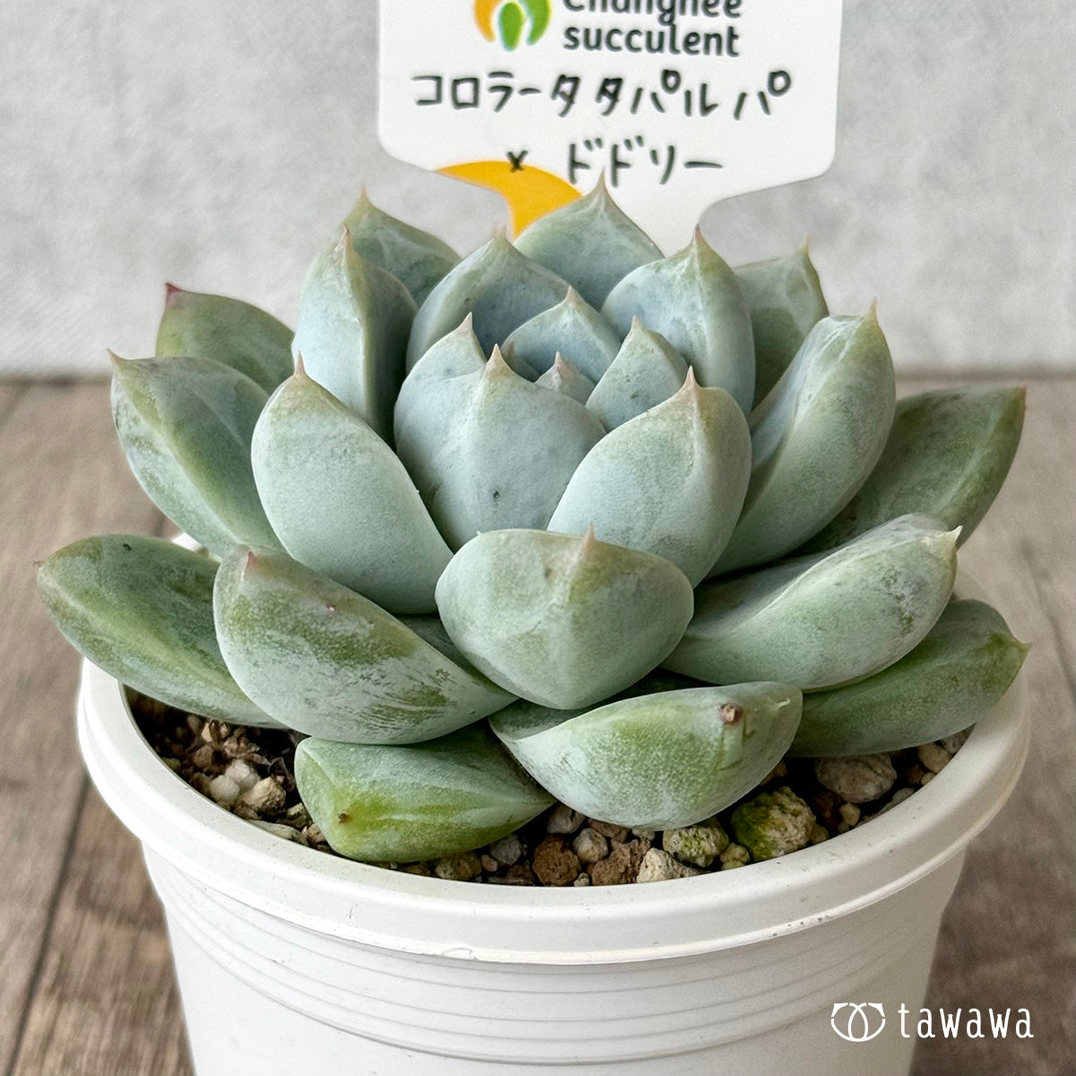 コロラータタパルパ×ドドリー（チャンヒー農園）【tawawaハウス苗】（A-30s浅鉢）