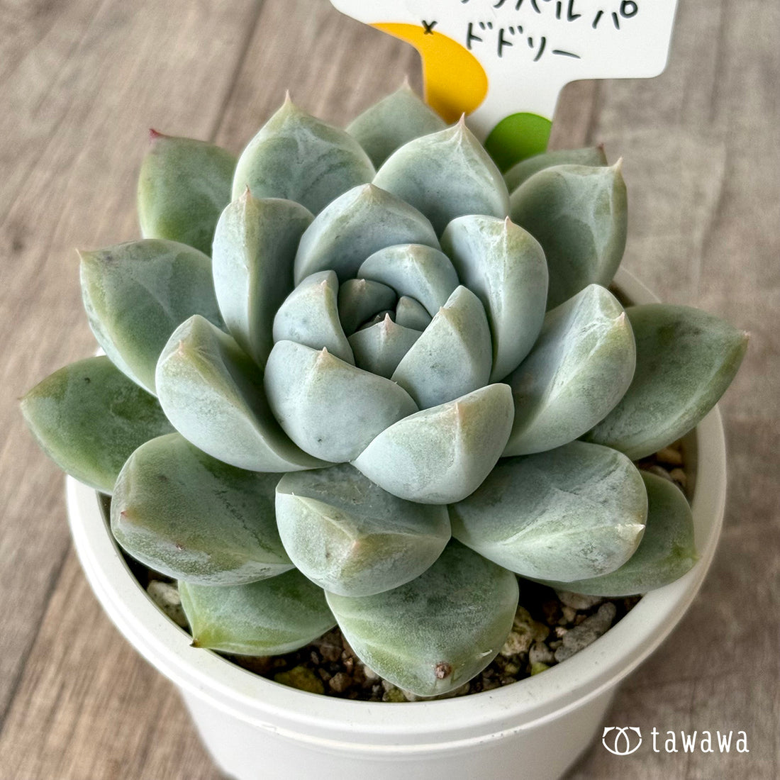 コロラータタパルパ×ドドリー（チャンヒー農園）【tawawaハウス苗】（A-30s浅鉢）