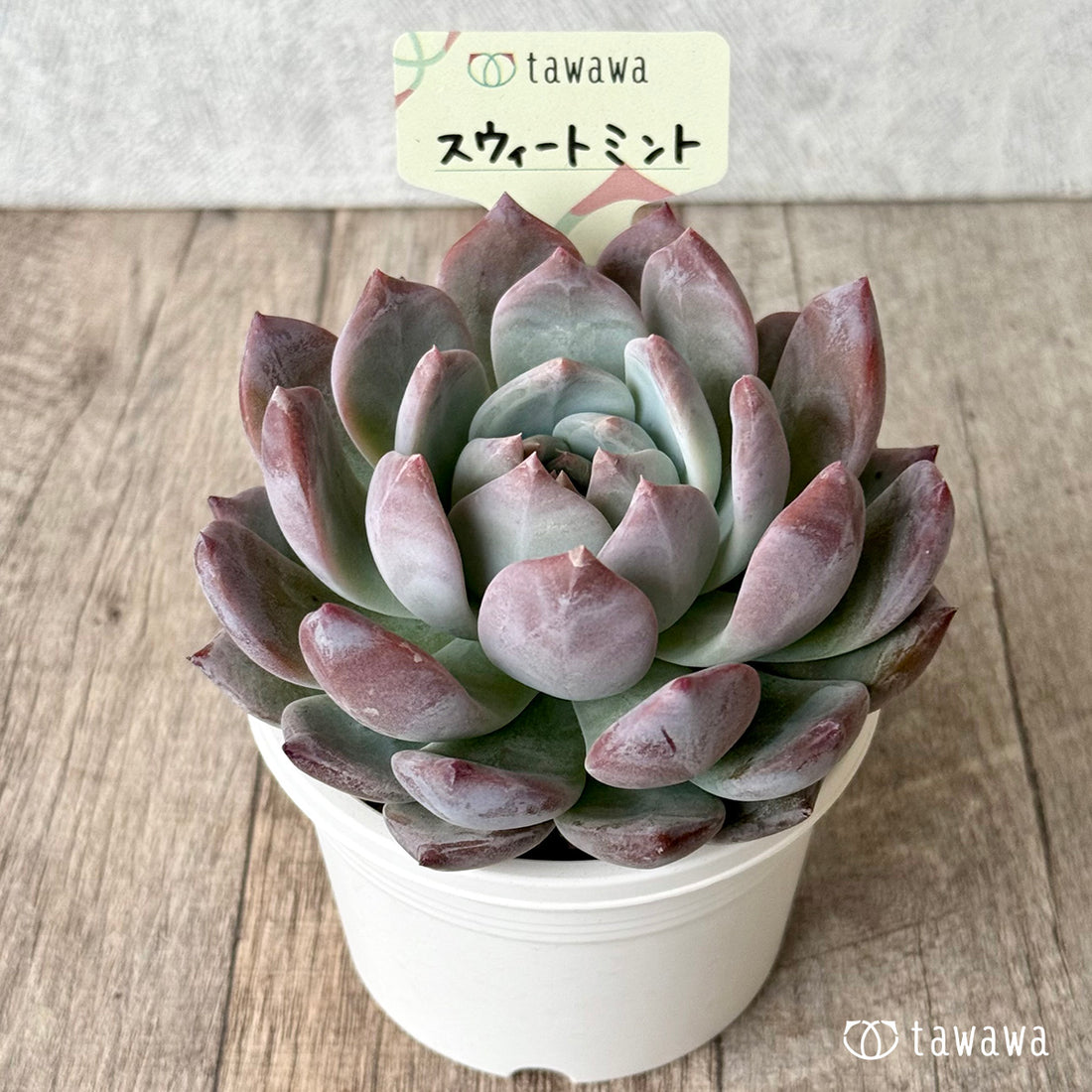 スウィートミント（エアーマジック農園）【tawawaハウス苗】（A-30s浅鉢）