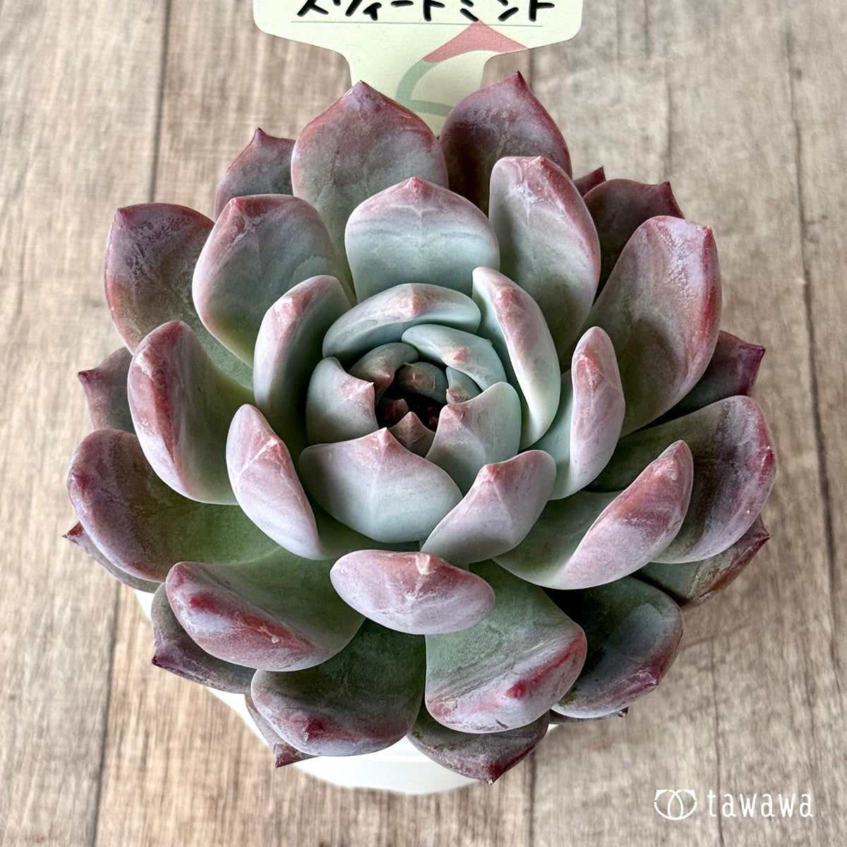 スウィートミント（エアーマジック農園）【tawawaハウス苗】（A-30s浅鉢）