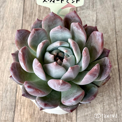 スウィートミント（エアーマジック農園）【tawawaハウス苗】（A-30s浅鉢）