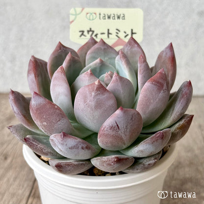 スウィートミント（エアーマジック農園）【tawawaハウス苗】（A-30s浅鉢）