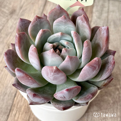 スウィートミント（エアーマジック農園）【tawawaハウス苗】（A-30s浅鉢）