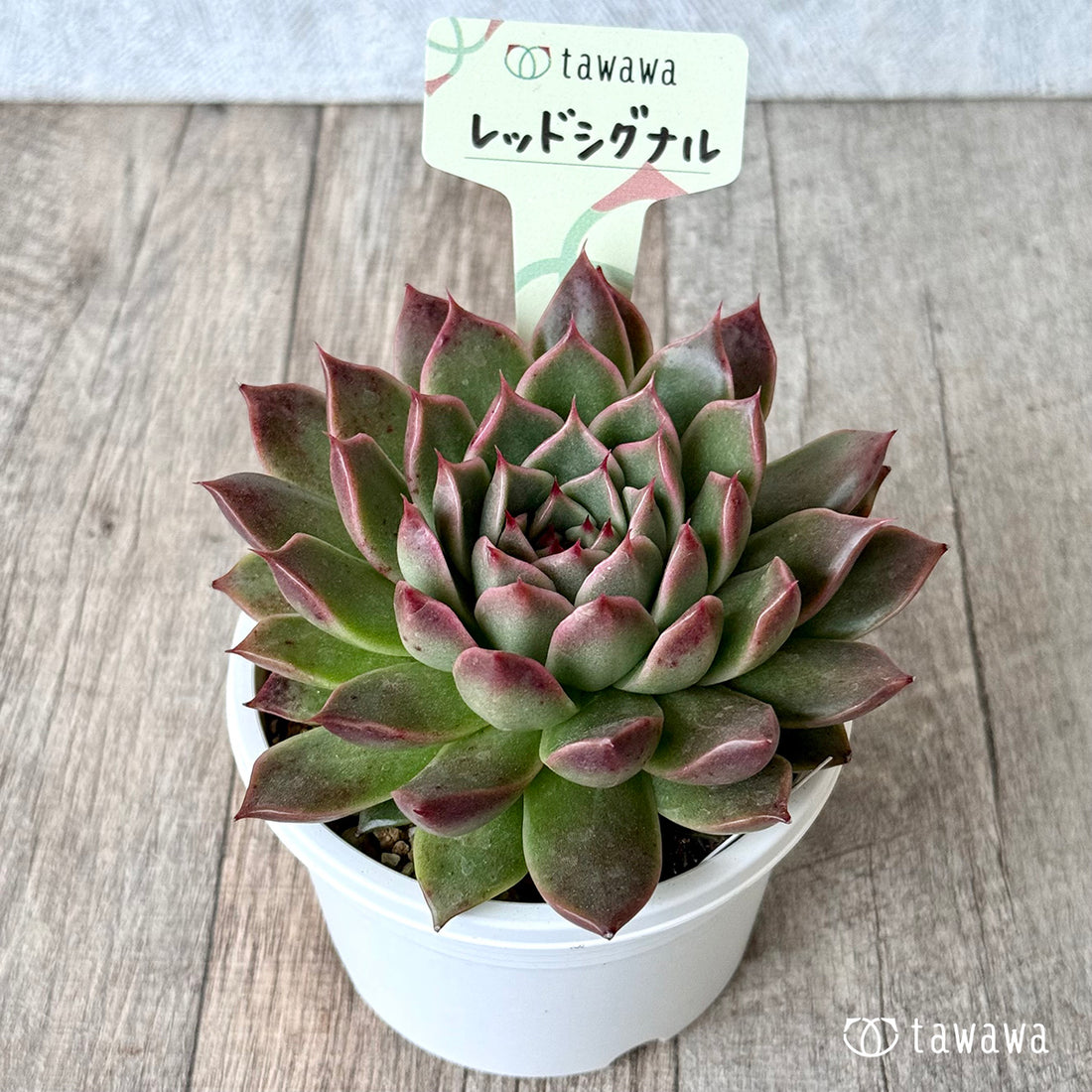 *新発売* レッドシグナル(エアーマジック農園)【tawawaハウス苗】(A-30s浅鉢)
