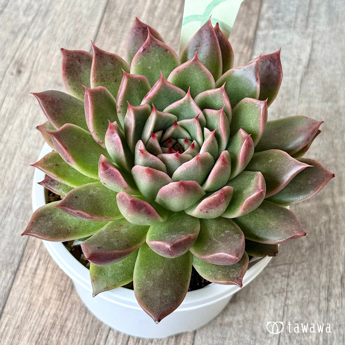 Red Signal (Air Magic Farm) [Tawawa House Seedling] (A-30s Shallow Pot)