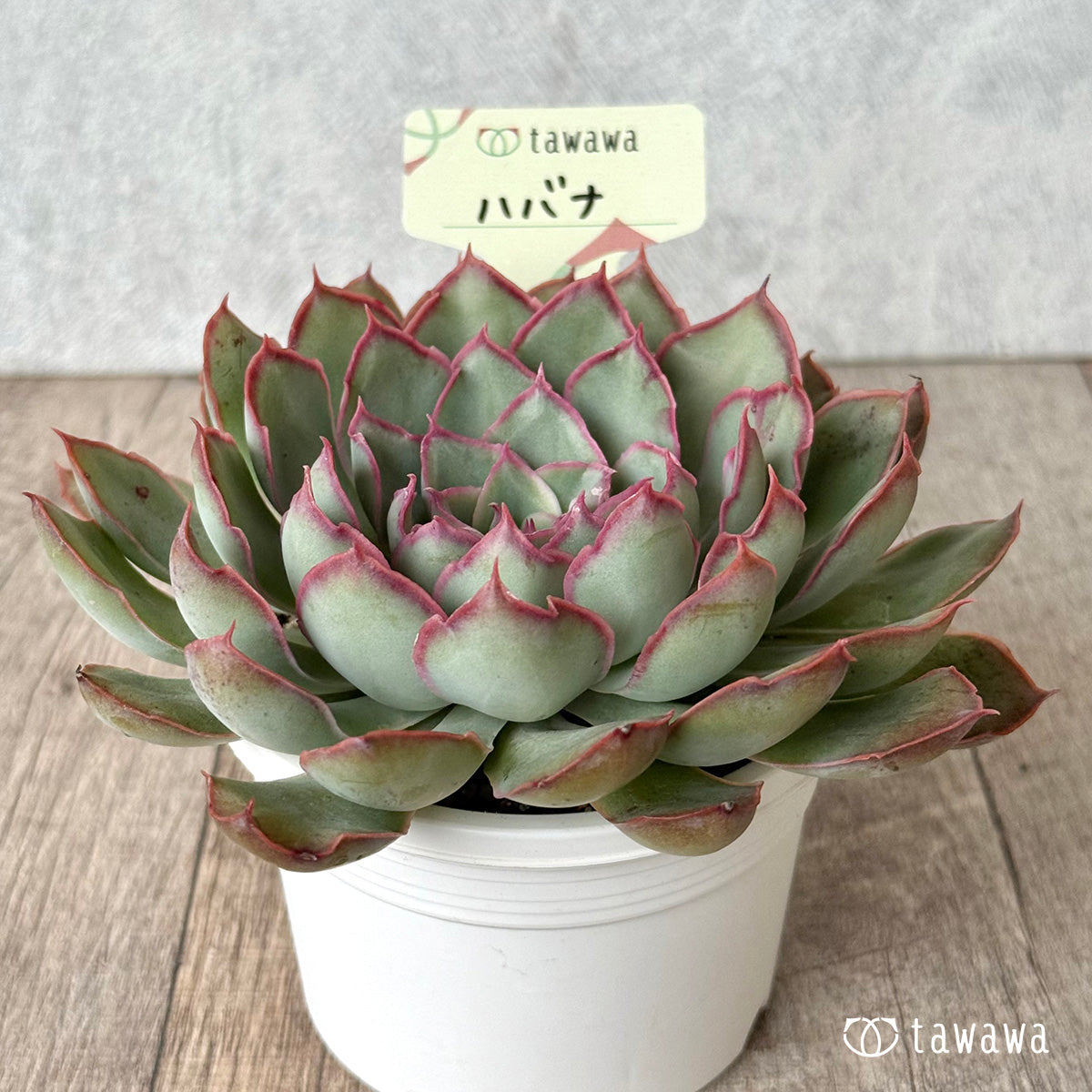 Havana (Air Magic Farm) [Tawawa House Seedlings] (A-30s Shallow Pot)