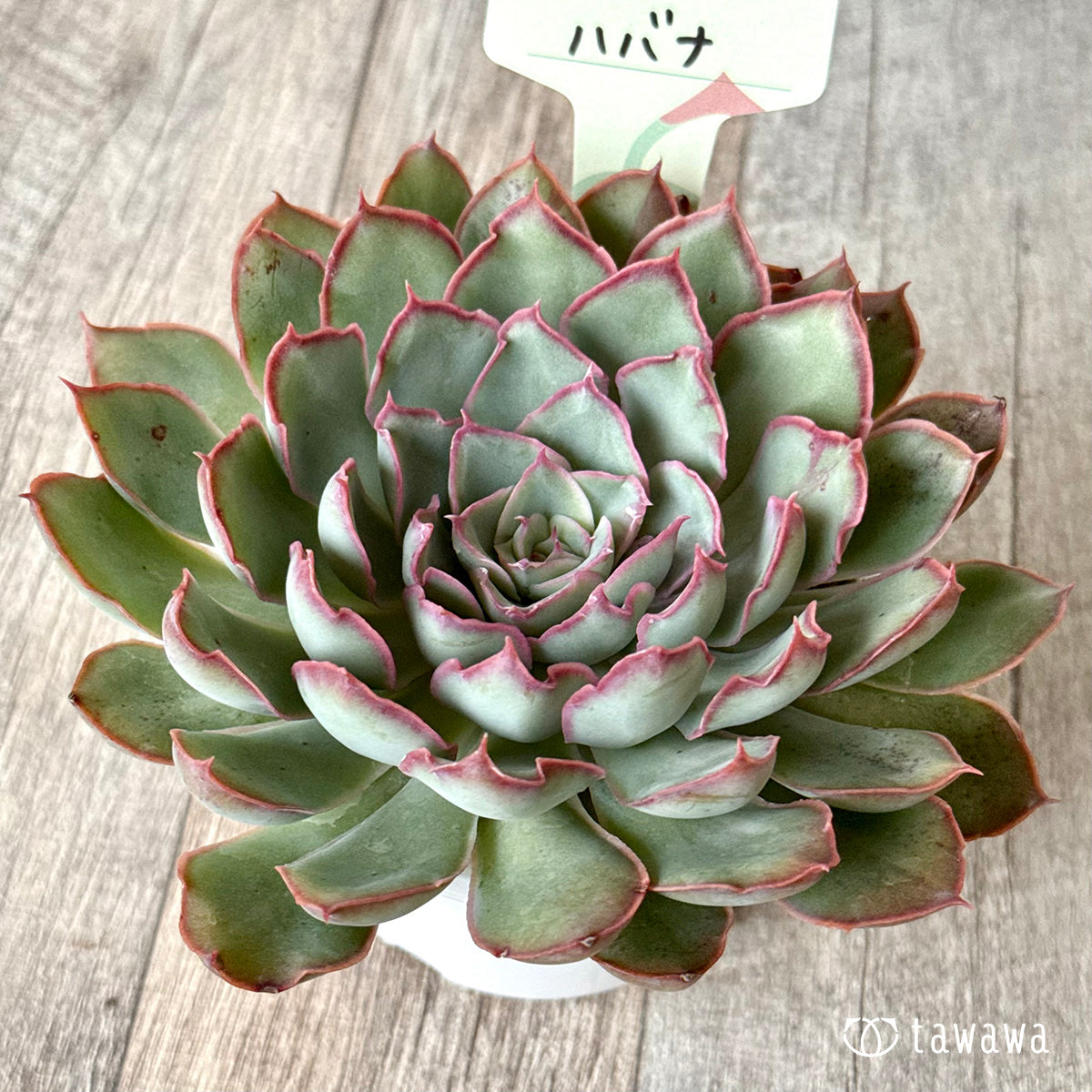 Havana (Air Magic Farm) [Tawawa House Seedlings] (A-30s Shallow Pot)