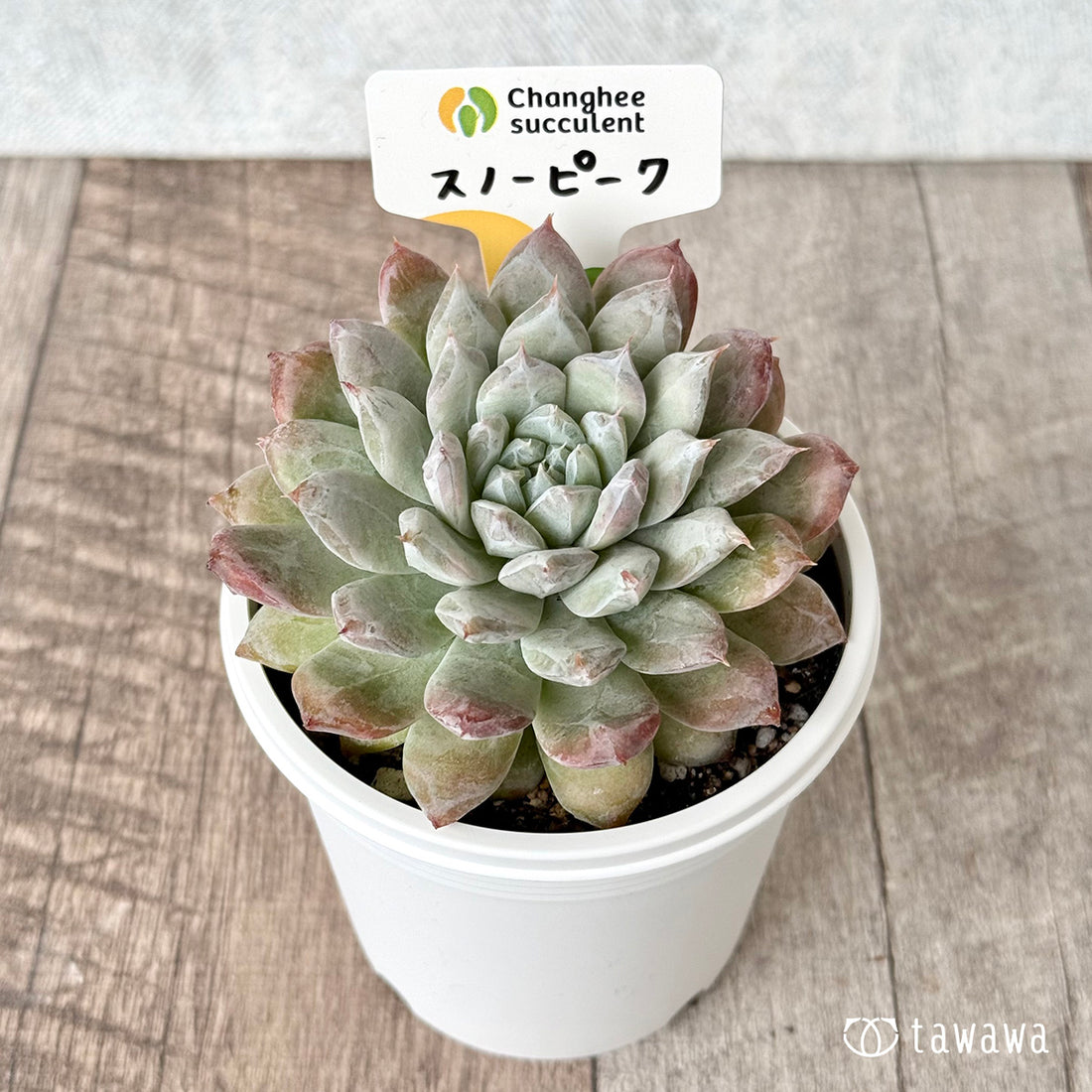 スノーピーク(チャンヒー農園)【tawawaハウス苗】(7.5cmポット)