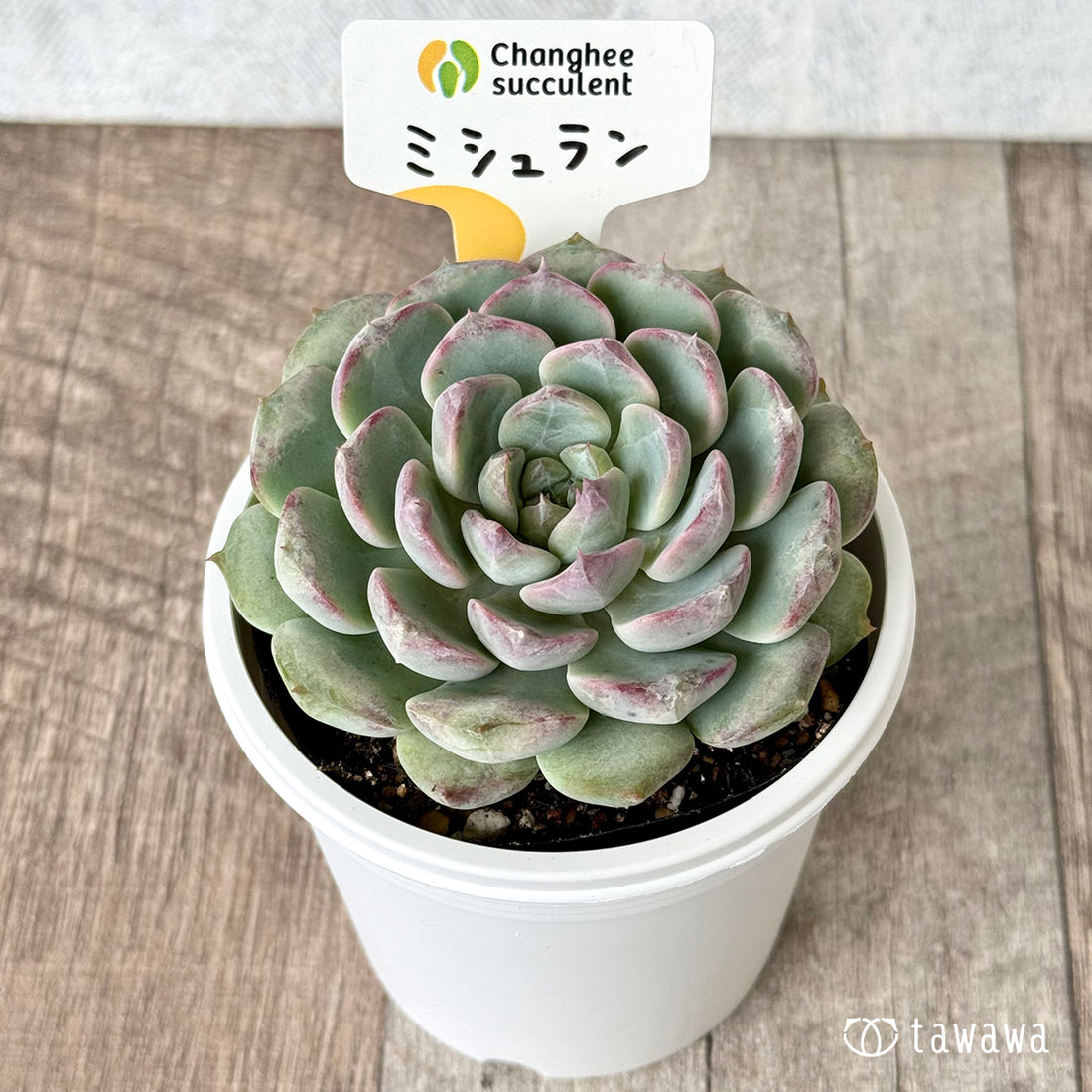 *新発売* ミシュラン(チャンヒー農園)【tawawaハウス苗】(7.5cmポット)