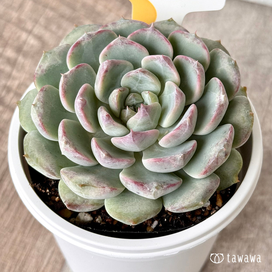 *新発売* ミシュラン(チャンヒー農園)【tawawaハウス苗】(7.5cmポット)