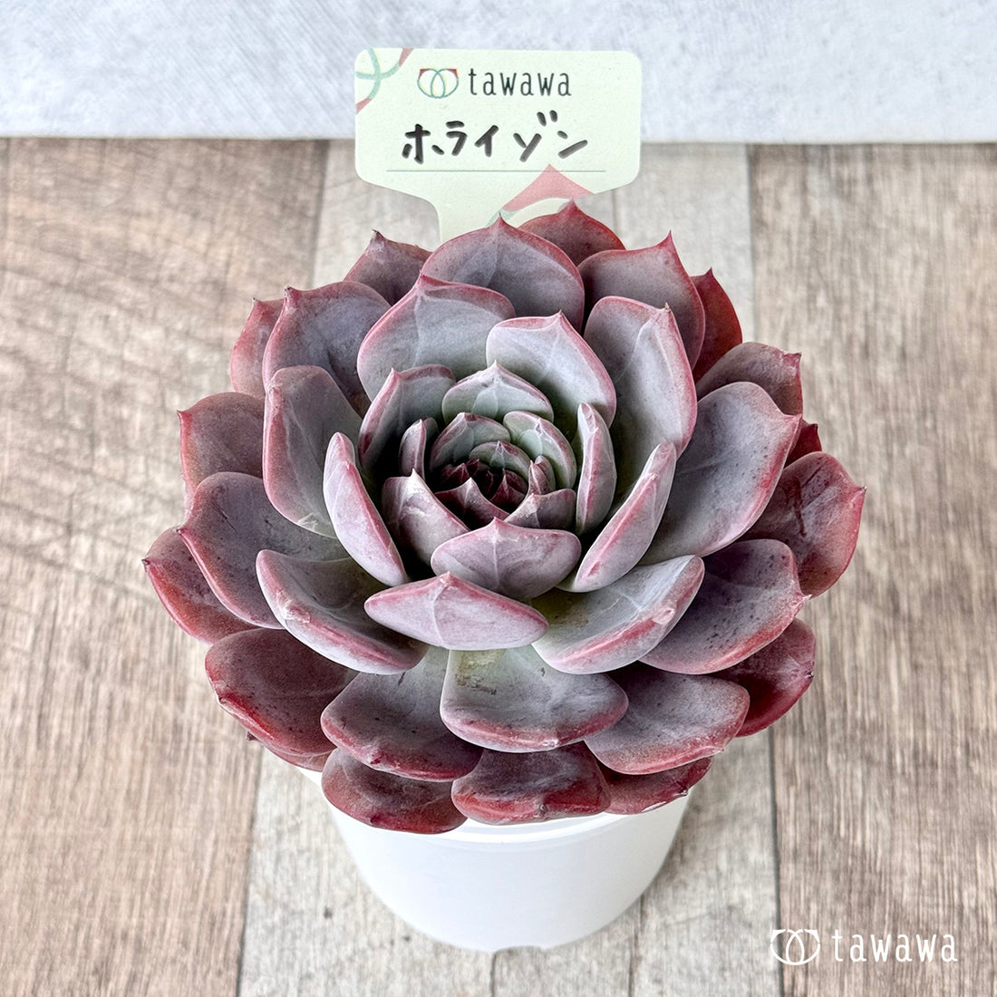 ホライゾン【tawawaハウス苗】(7.5cmポット)