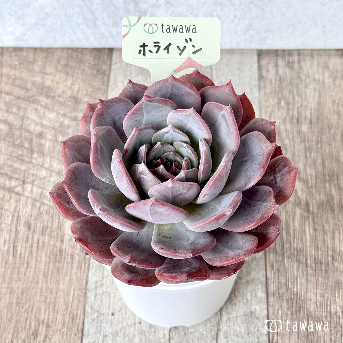 ホライゾン【tawawaハウス苗】(7.5cmポット)